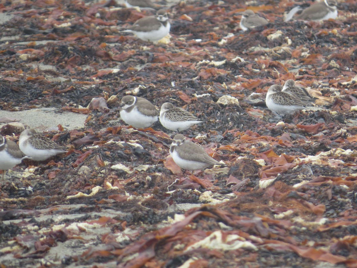 Semipalmated Plover - ML646071764