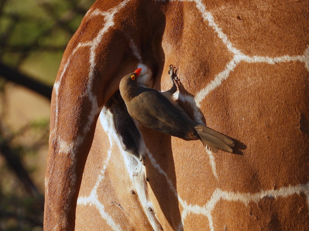 アカハシウシツツキ - ML646071765