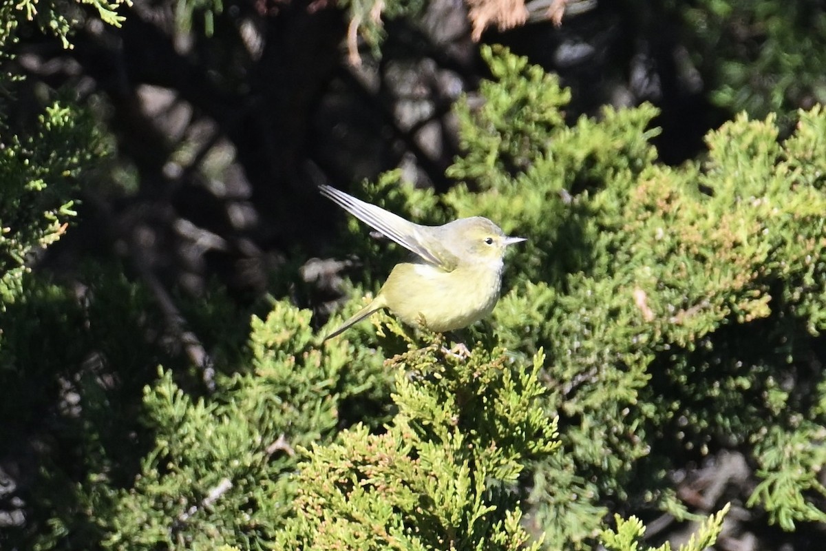 lesňáček hvězdičkový - ML646071766