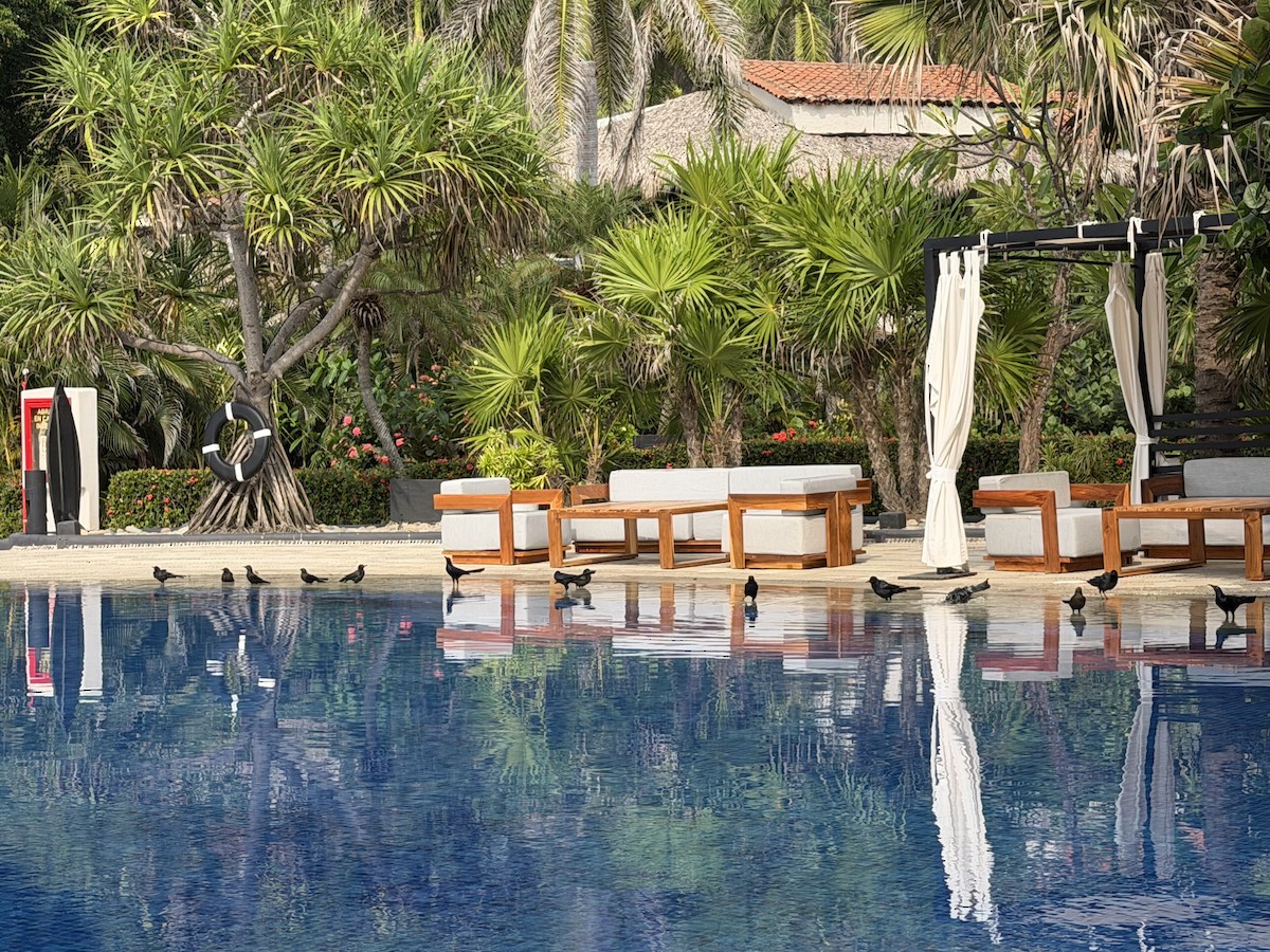 Great-tailed Grackle - ML646071768