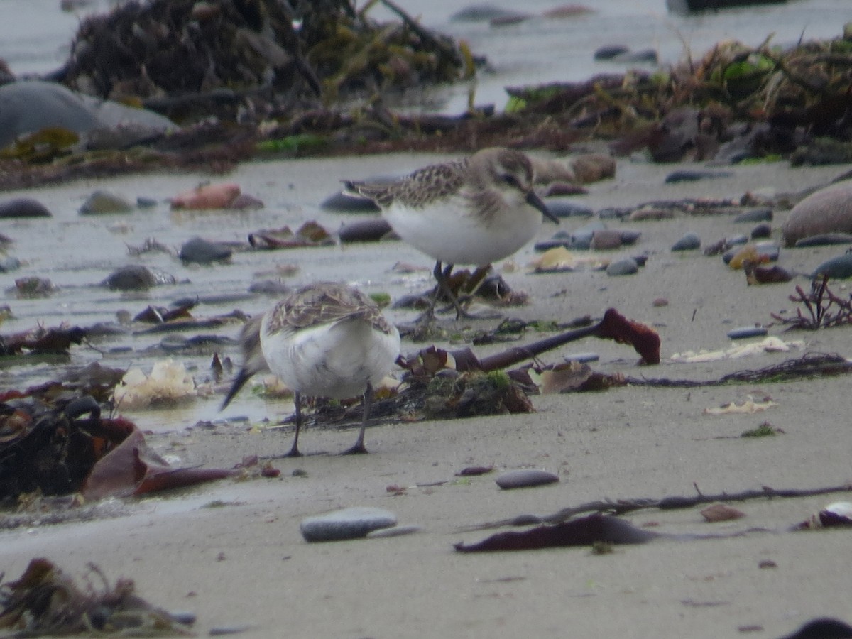 jespák srostloprstý - ML646071773