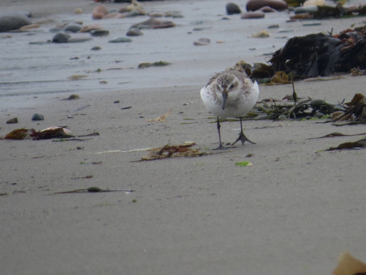 jespák srostloprstý - ML646071774