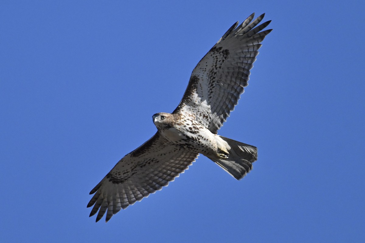 káně rudochvostá - ML646071779