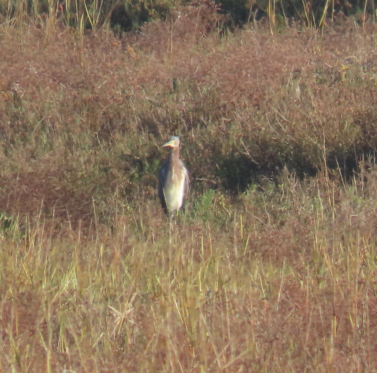 Tricolored Heron - ML646071780