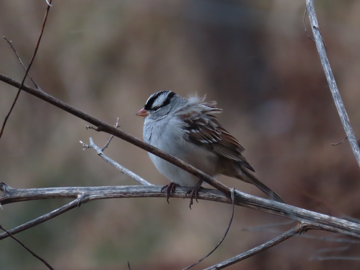 White-crowned Sparrow - ML646071788