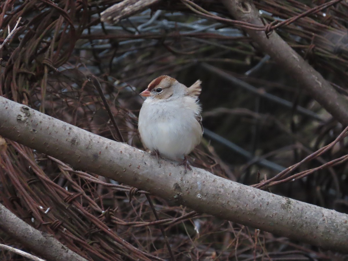 White-crowned Sparrow - ML646071789