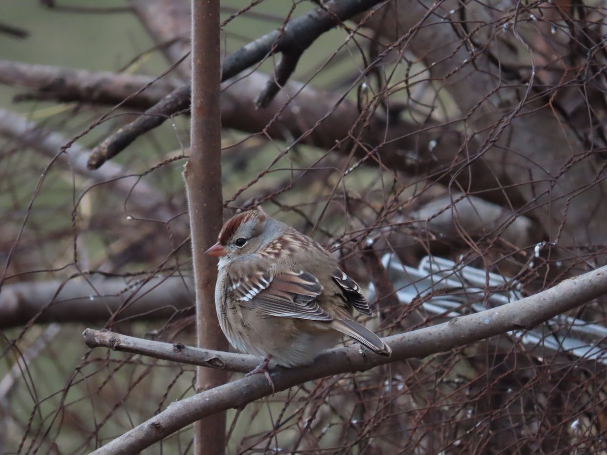 White-crowned Sparrow - ML646071790