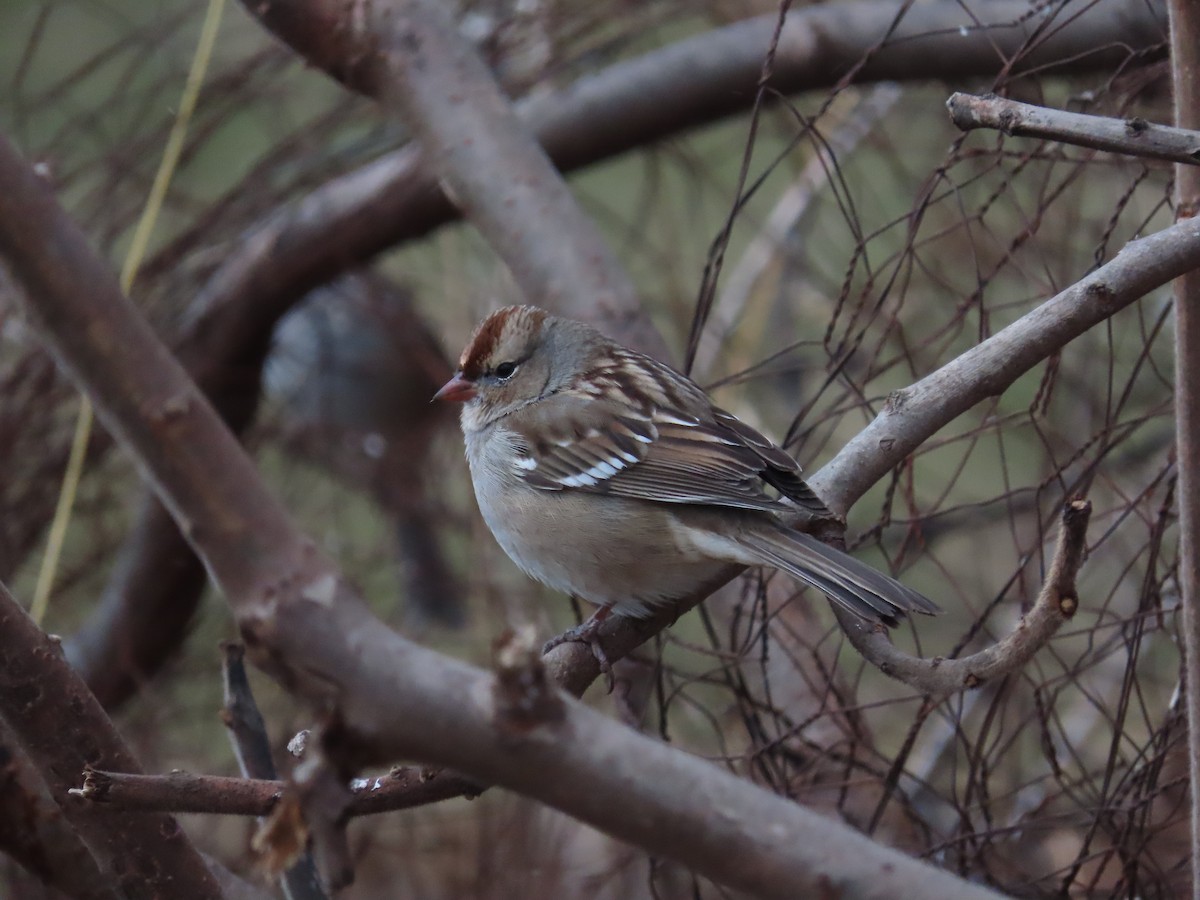 White-crowned Sparrow - ML646071791