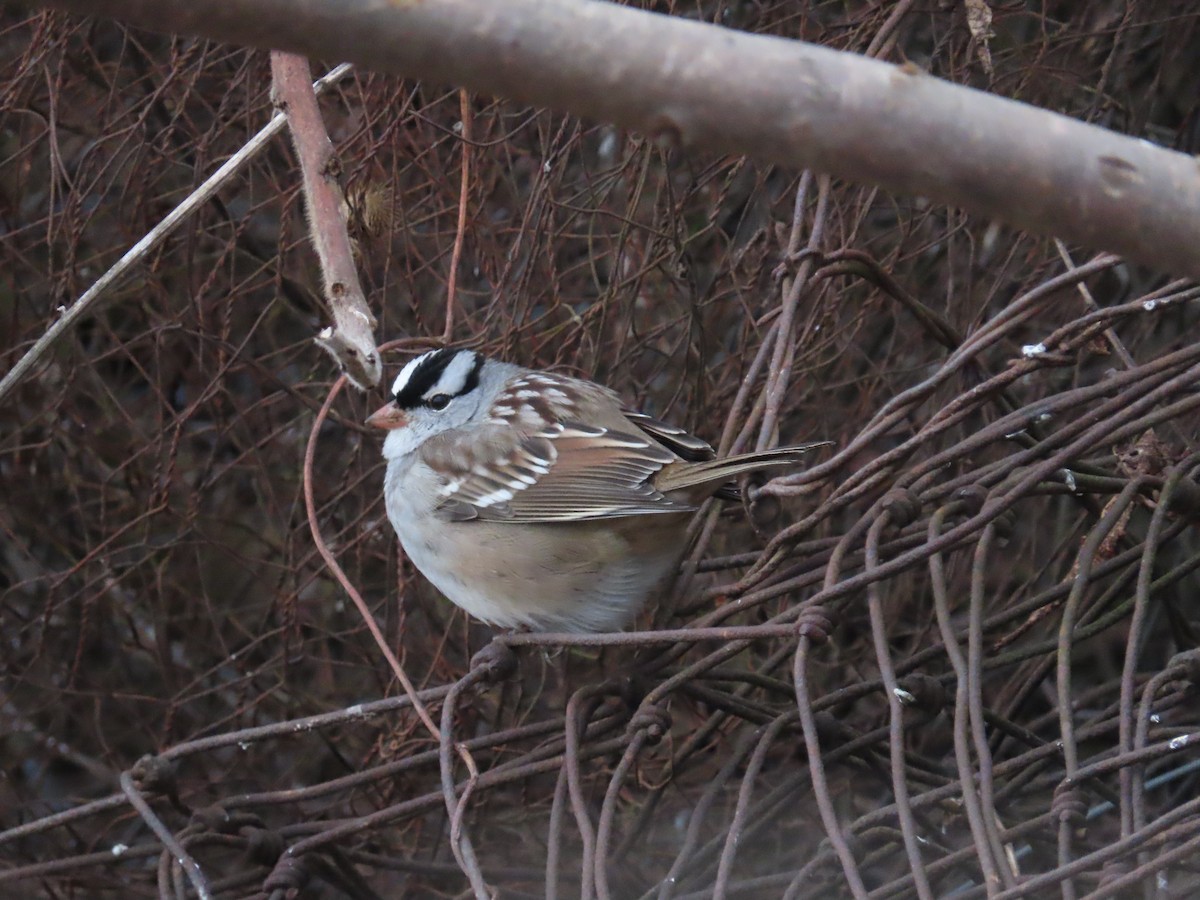 White-crowned Sparrow - ML646071792