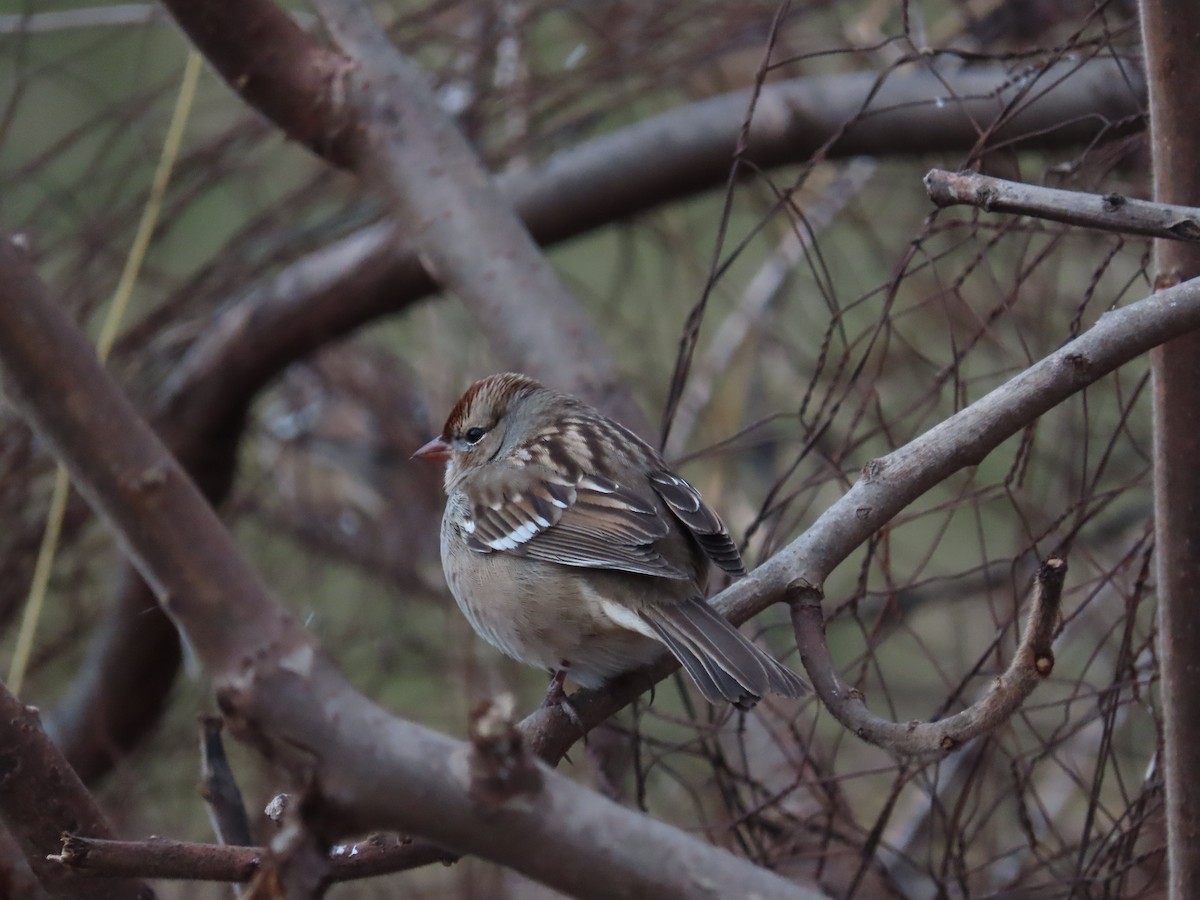 White-crowned Sparrow - ML646071795