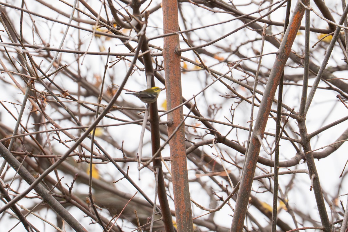 Townsend's Warbler - ML646071796