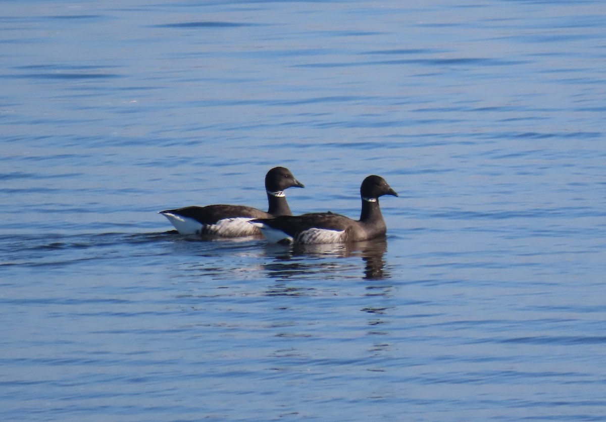 Brant - ML646071798
