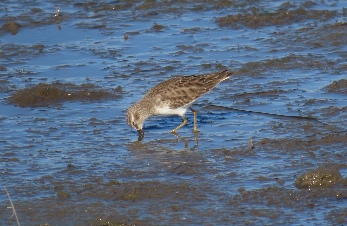 Least Sandpiper - ML646071808