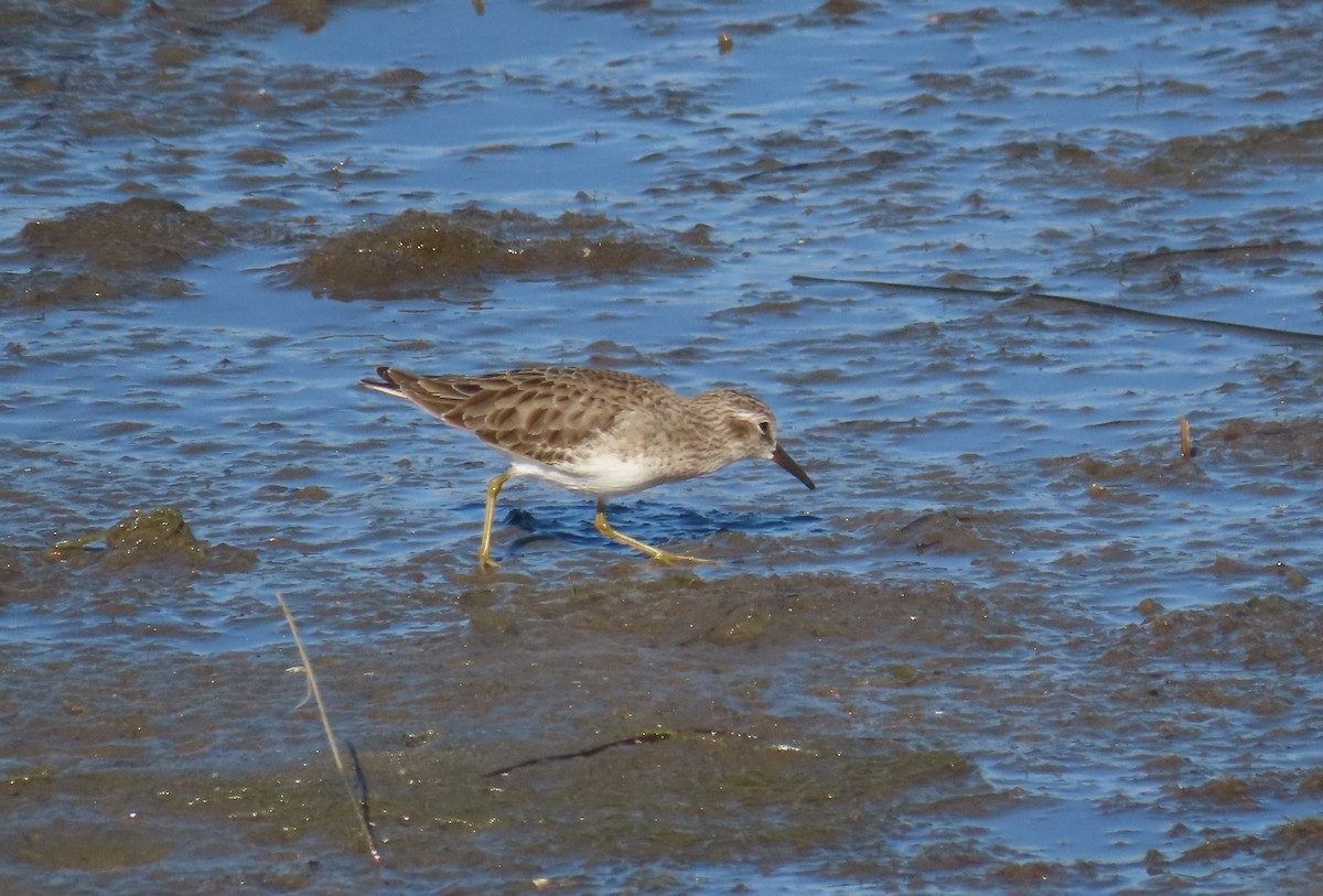 Least Sandpiper - ML646071809
