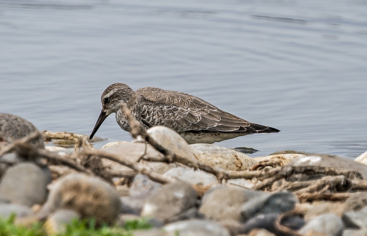 חופית להקנית - ML646071814