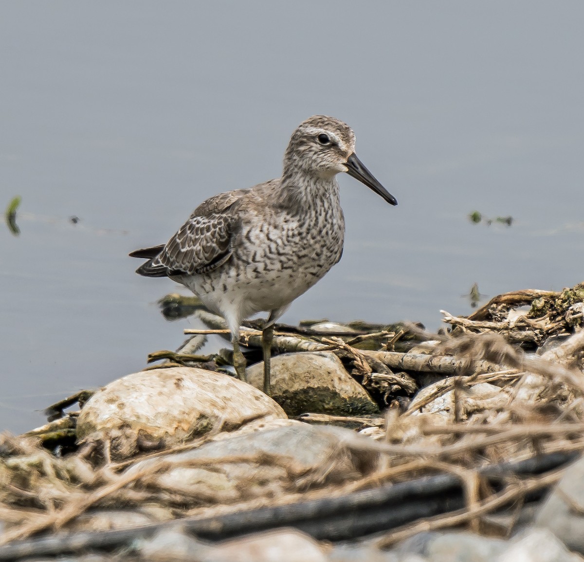 חופית להקנית - ML646071815