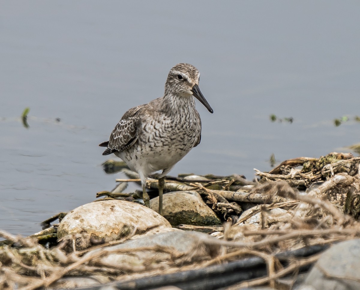 חופית להקנית - ML646071816