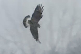 Rough-legged Hawk - ML646071832