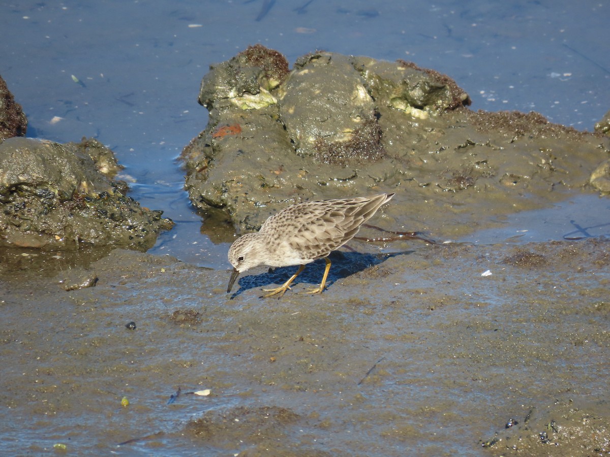 Least Sandpiper - ML646071838