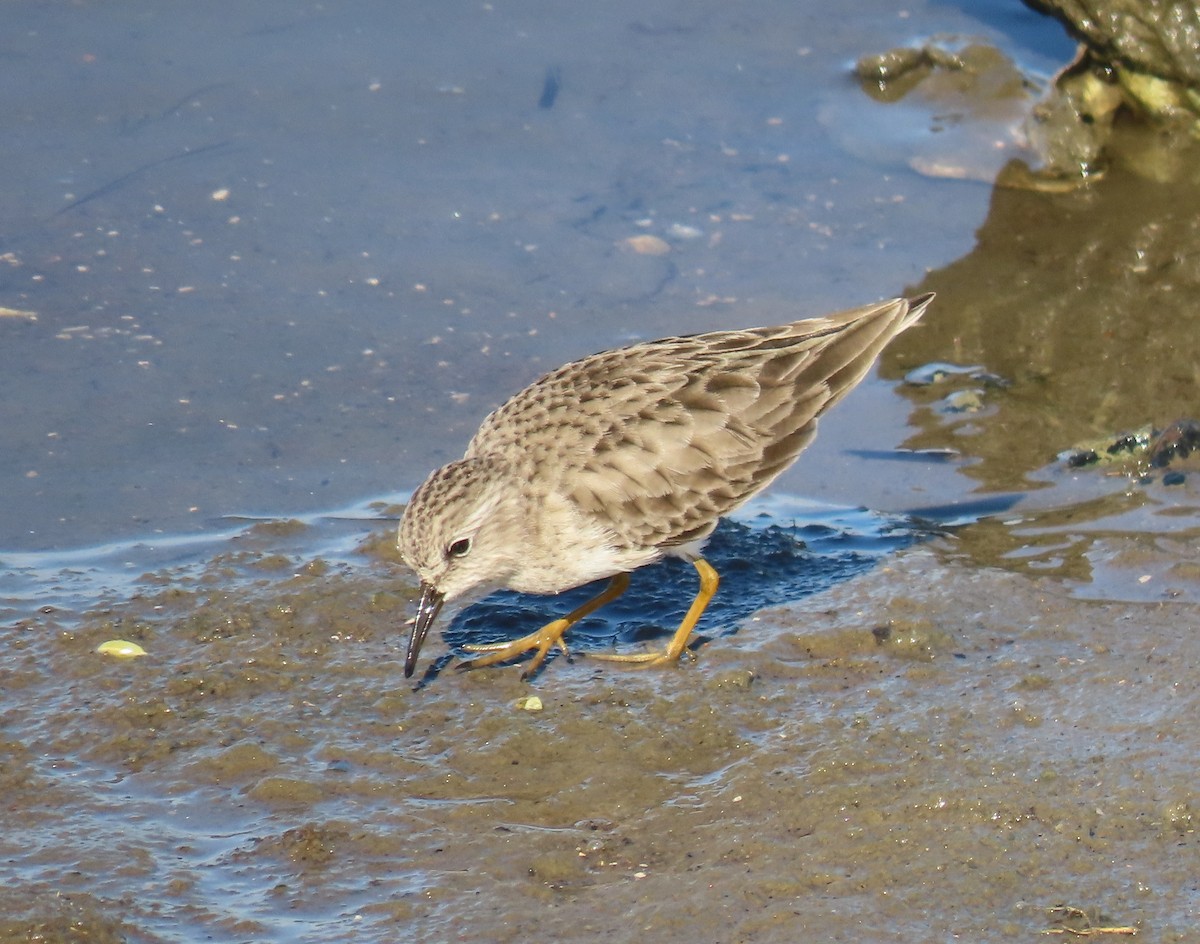 Least Sandpiper - ML646071840