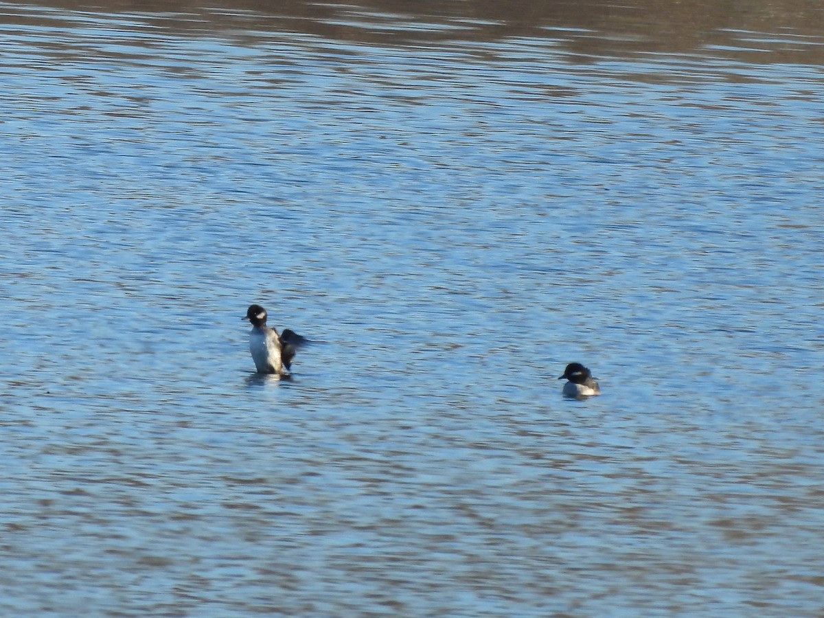 Murgilari buruzuria - ML646071841