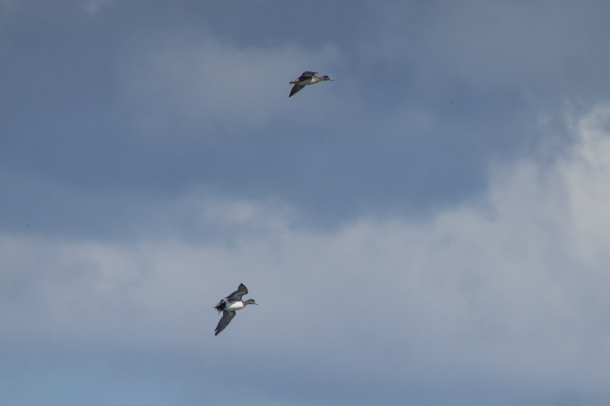 hvízdák americký - ML646071842