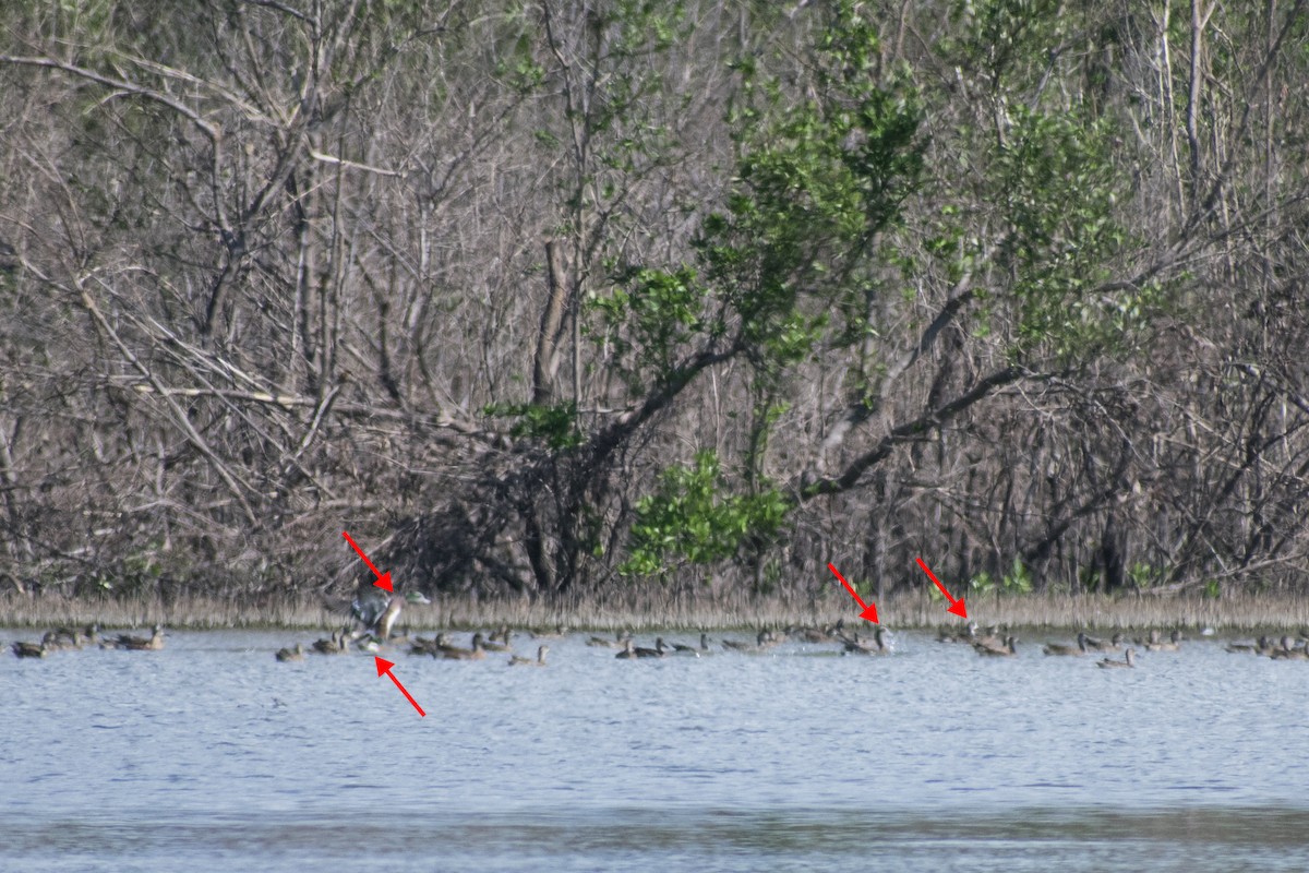 hvízdák americký - ML646071843