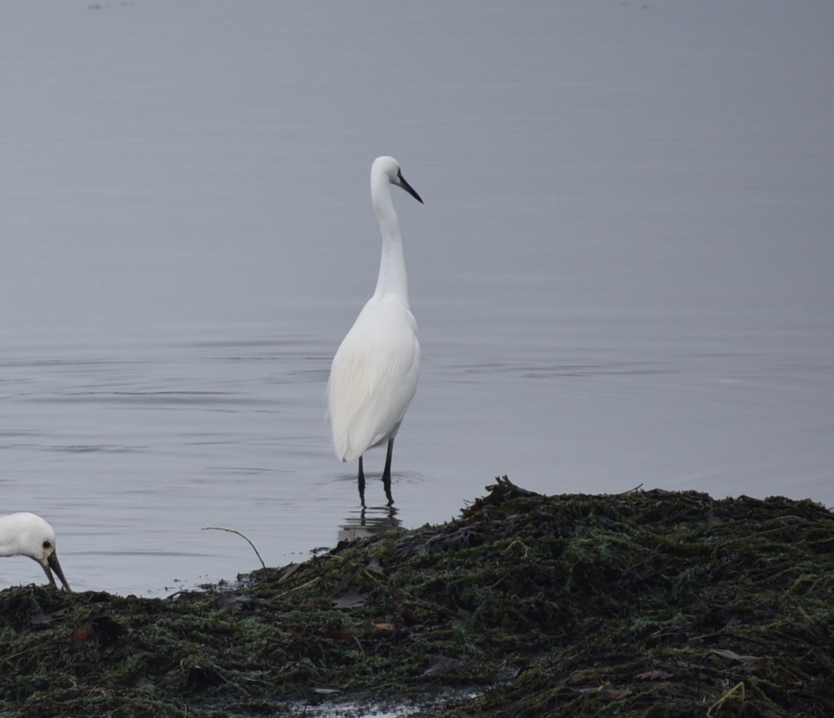 Little Egret - ML646071846