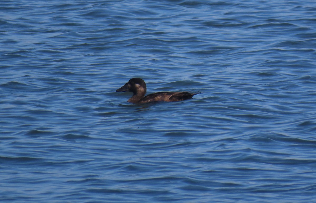 Surf Scoter - ML646071847