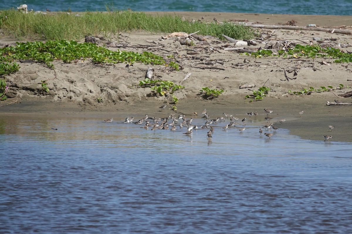 Semipalmated Plover - ML646071848