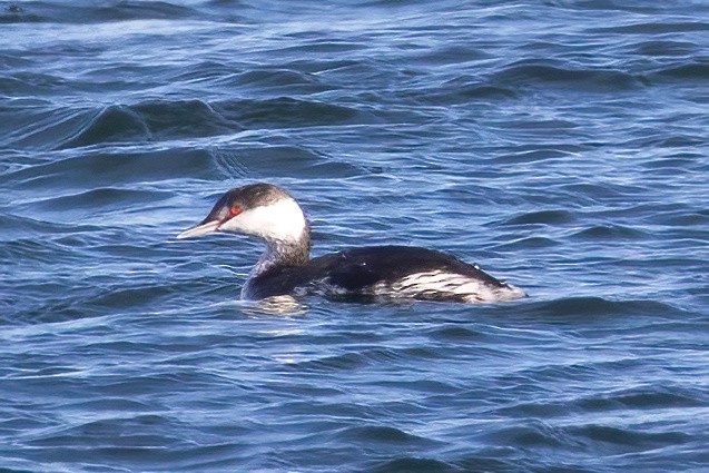 Horned Grebe - ML646071850