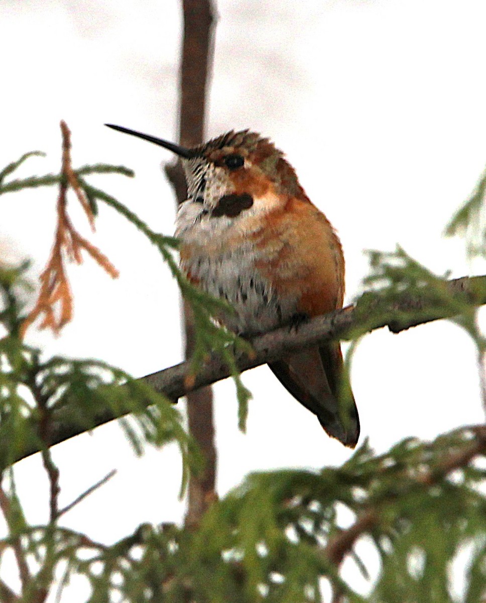 Rufous Hummingbird - ML646071851