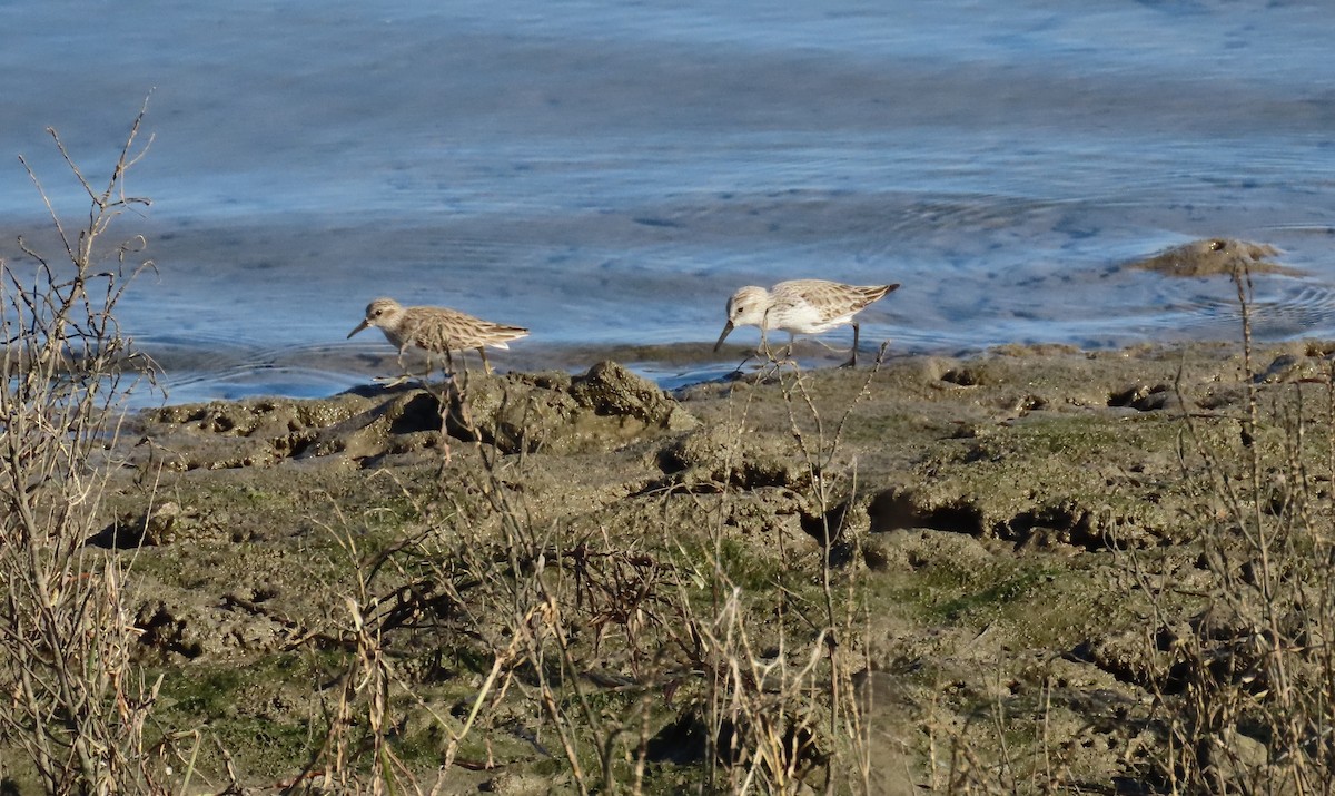 Western Sandpiper - ML646071854