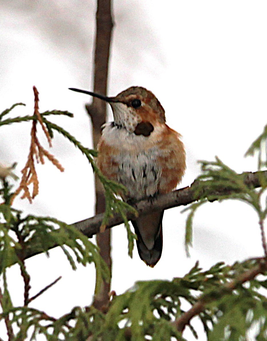 Rufous Hummingbird - ML646071855