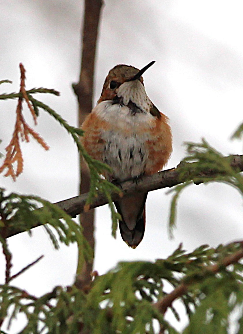 Rufous Hummingbird - ML646071857