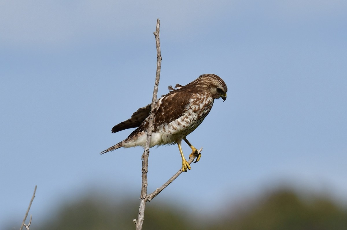 Red-shouldered Hawk - ML646071860