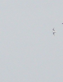 Моевка - ML646071863