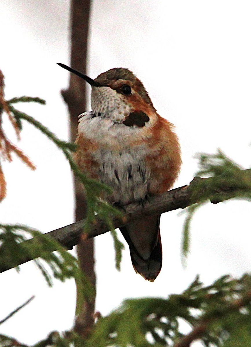 Rufous Hummingbird - ML646071864