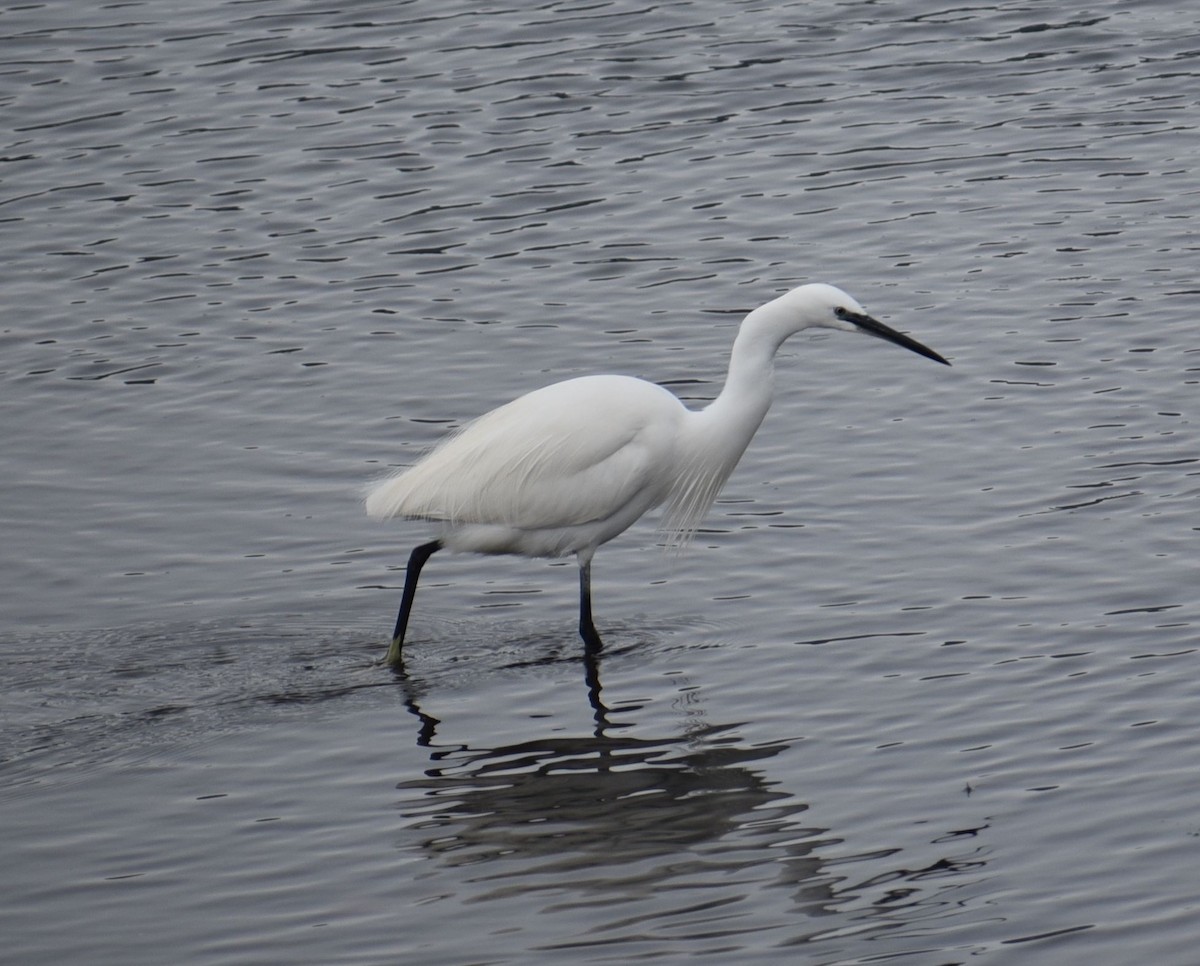 Little Egret - ML646071869
