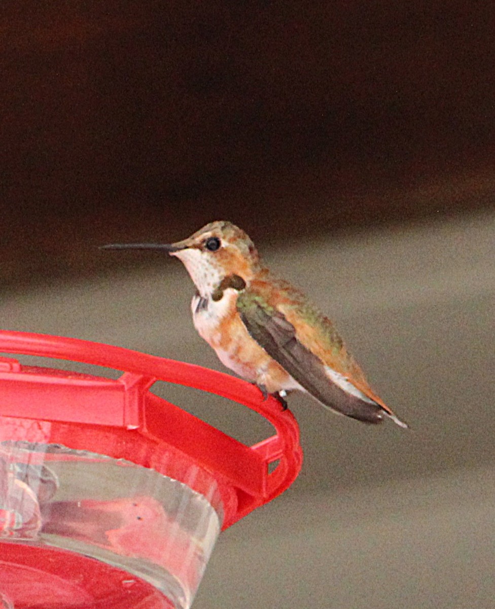 Rufous Hummingbird - ML646071870