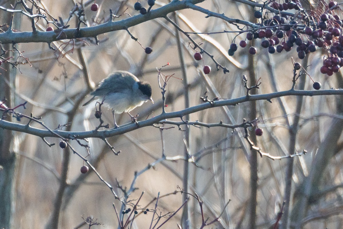 Eurasian Blackcap - ML646071877