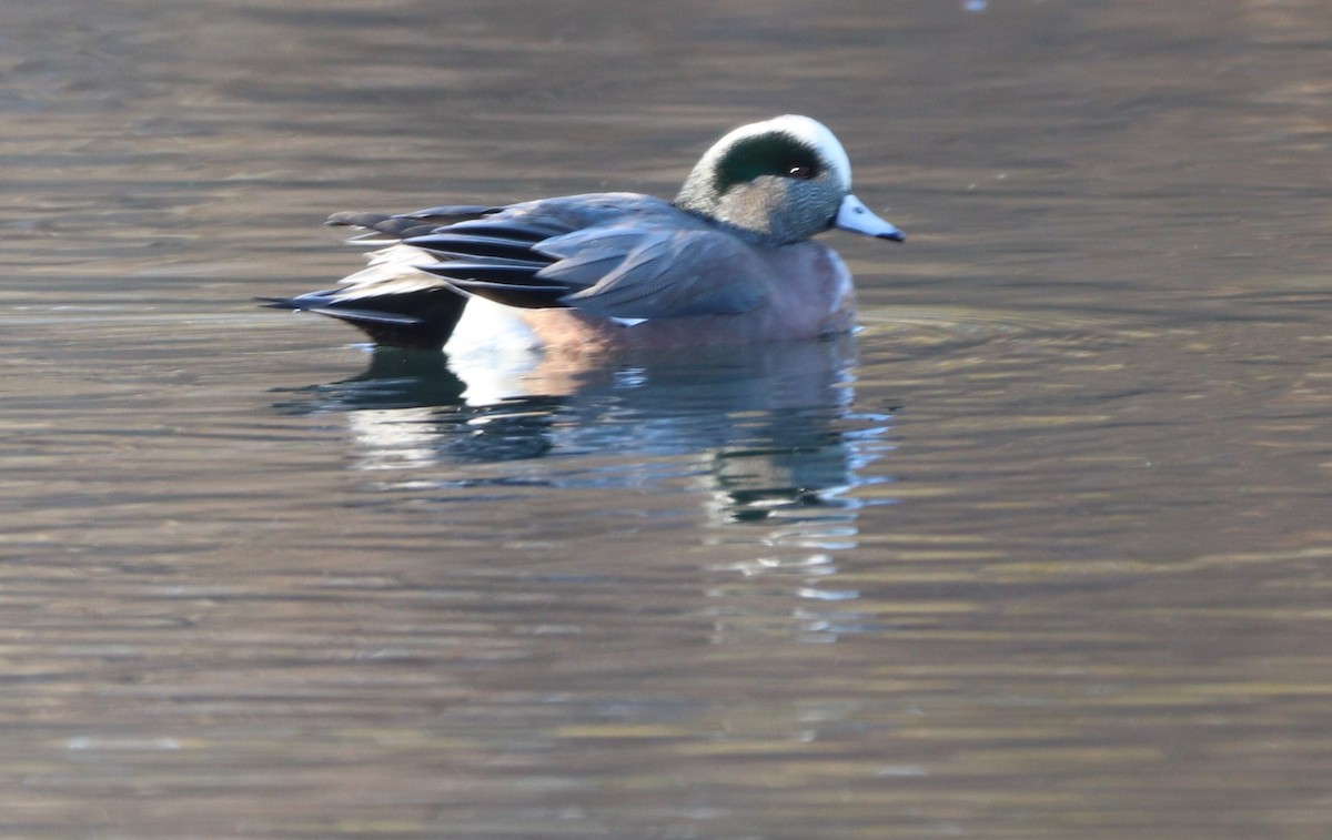 American Wigeon - ML646071881