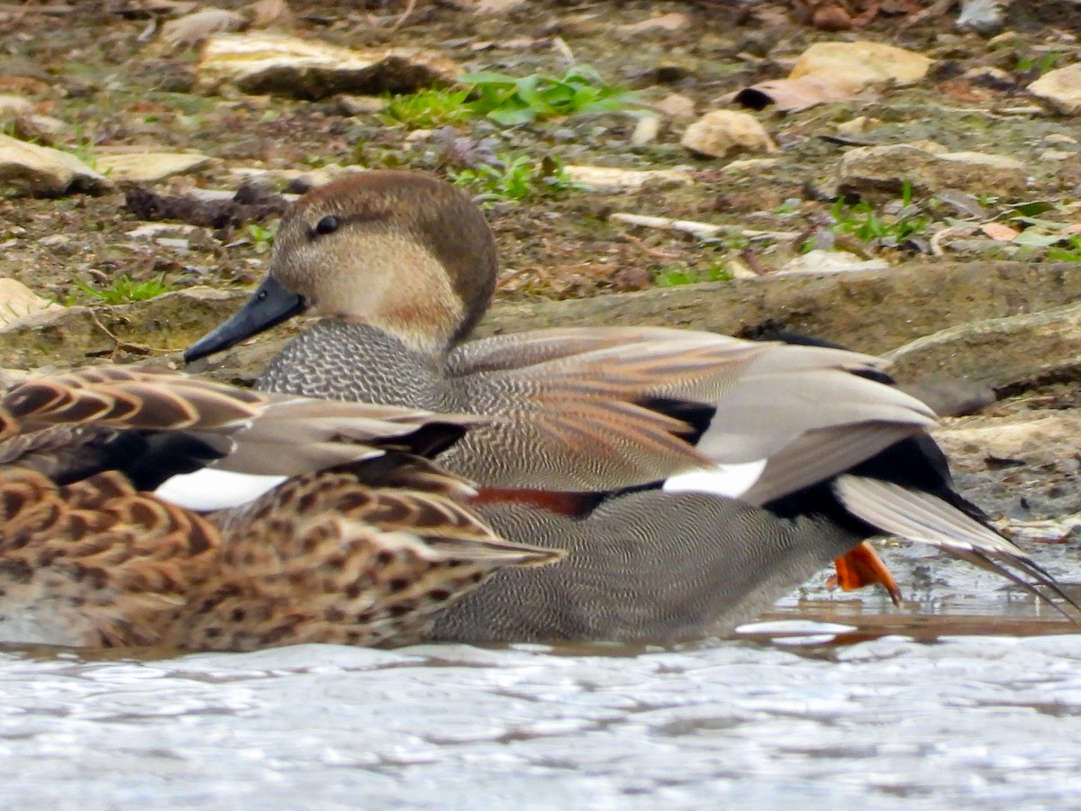 Серая утка - ML646071883