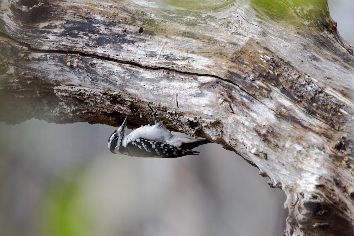 Hairy Woodpecker - ML646071891