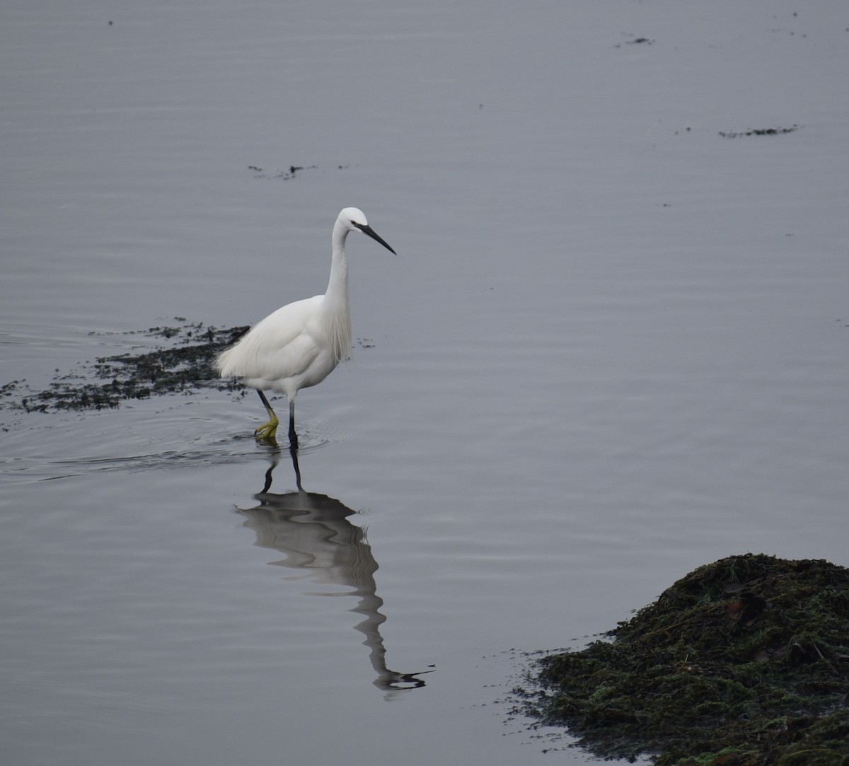 Little Egret - ML646071901