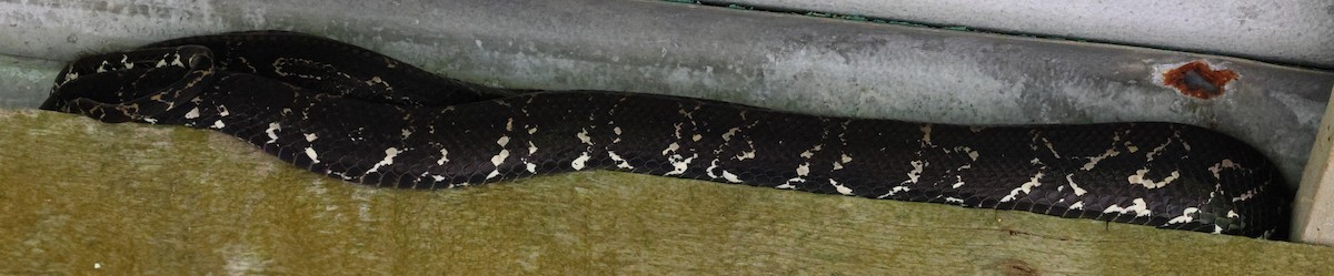 Boa Constrictor - ML646071910