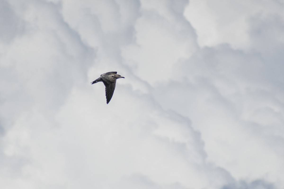 racek americký - ML646071912