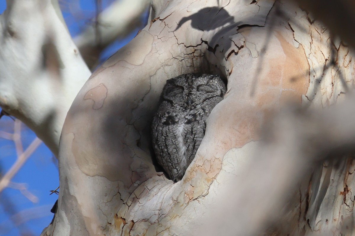 Western Screech-Owl - ML646071913