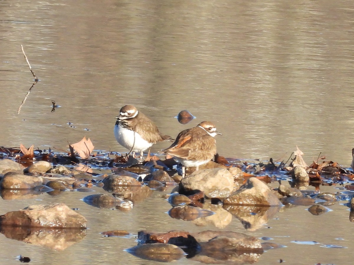 Killdeer - ML646071916