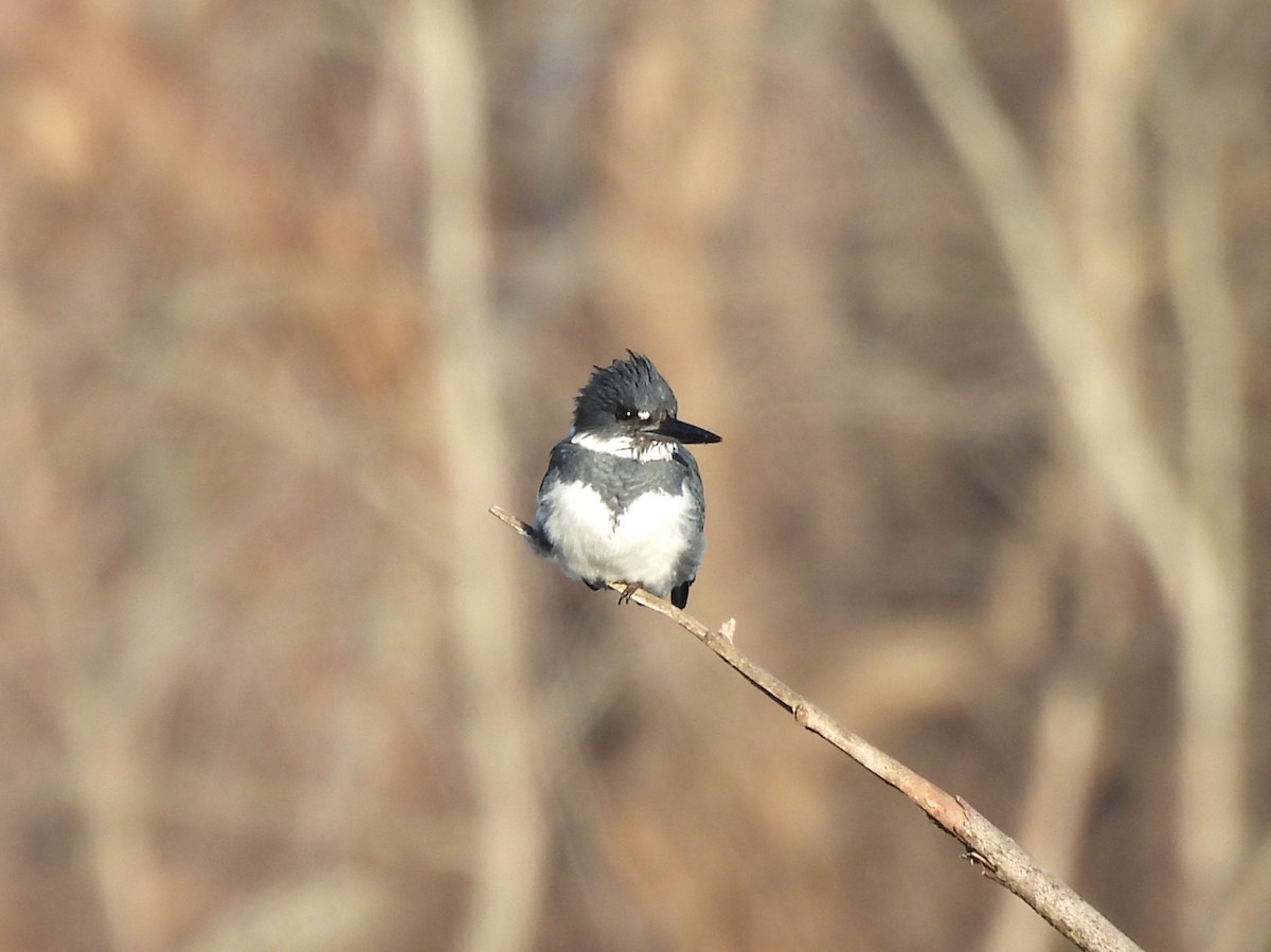 アメリカヤマセミ - ML646071940